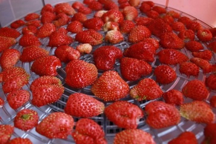 Рецепты из сушеной клубники. sushenaya klubnika recepty i pravila hraneniya 8. Рецепты из сушеной клубники фото. Рецепты из сушеной клубники-sushenaya klubnika recepty i pravila hraneniya 8. картинка Рецепты из сушеной клубники. картинка sushenaya klubnika recepty i pravila hraneniya 8. Разнообразие ягод так радует в летнюю пору, что хочется сохранить их аромат и вкус на длительное время. Кто-то варит их них варенье, замораживает ягоды, готовит пастилу или цукаты. Однако ягоды можно и высушить. Сделать это в домашних условиях очень легко.