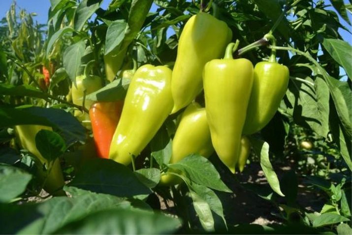 Можно ли кушать перцы кормящей маме