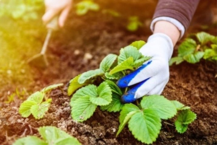 Чем можно обработать клубнику с ягодами. chem obrabotat klubniku ot boleznej i vreditelej vo vremya plodonosheniya 11. Чем можно обработать клубнику с ягодами фото. Чем можно обработать клубнику с ягодами-chem obrabotat klubniku ot boleznej i vreditelej vo vremya plodonosheniya 11. картинка Чем можно обработать клубнику с ягодами. картинка chem obrabotat klubniku ot boleznej i vreditelej vo vremya plodonosheniya 11. Вкуснейшую садовую клубнику любят не только взрослые и дети, но также и насекомые, которые очень часто портят садоводам весь урожай. К сожалению, привычные механические приемы не всегда помогают раз и навсегда избавиться от вредителей, в результате чего приходится прибегать к использованию различных инсектицидов. Многих садоводов всегда волнует серьезный вопрос: что же делать, если вредители поселились на уже плодоносящей клубнике?