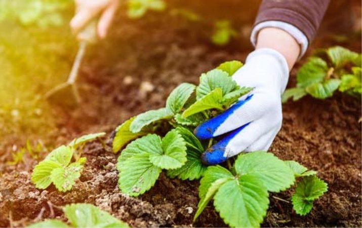 Обработка клубники после обрезки от болезней и вредителей. chem obrabotat klubniku posle srezki listev 1. Обработка клубники после обрезки от болезней и вредителей фото. Обработка клубники после обрезки от болезней и вредителей-chem obrabotat klubniku posle srezki listev 1. картинка Обработка клубники после обрезки от болезней и вредителей. картинка chem obrabotat klubniku posle srezki listev 1. Капризная и прихотливая клубника подвержена различным грибковым заболеваниям и часто поражается вредоносными насекомыми. Вовремя и грамотно проведённые осенние профилактические мероприятия позволят избежать неприятных проблем в следующем сезоне.