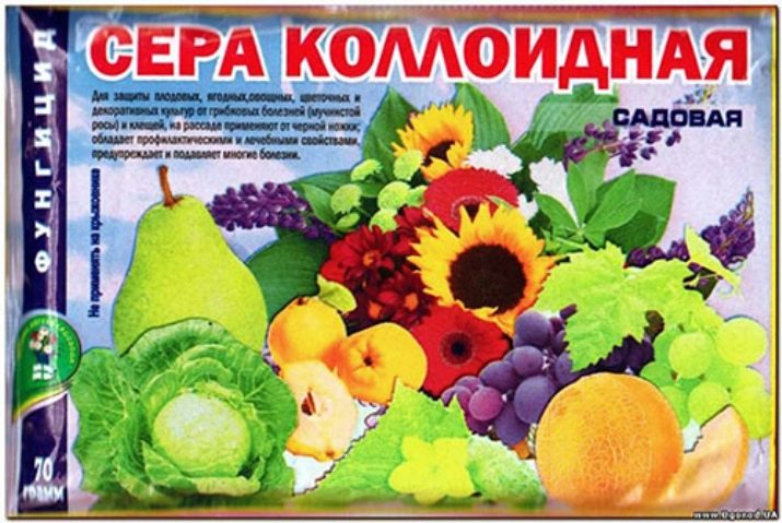 Обработка клубники после обрезки от болезней и вредителей. chem obrabotat klubniku posle srezki listev 5. Обработка клубники после обрезки от болезней и вредителей фото. Обработка клубники после обрезки от болезней и вредителей-chem obrabotat klubniku posle srezki listev 5. картинка Обработка клубники после обрезки от болезней и вредителей. картинка chem obrabotat klubniku posle srezki listev 5. Капризная и прихотливая клубника подвержена различным грибковым заболеваниям и часто поражается вредоносными насекомыми. Вовремя и грамотно проведённые осенние профилактические мероприятия позволят избежать неприятных проблем в следующем сезоне.