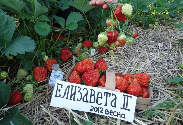 Что означает слово ремонтантная клубника. remontantnaya klubnika chto eto takoe i chem otlichaetsya ot obychnoj 10. Что означает слово ремонтантная клубника фото. Что означает слово ремонтантная клубника-remontantnaya klubnika chto eto takoe i chem otlichaetsya ot obychnoj 10. картинка Что означает слово ремонтантная клубника. картинка remontantnaya klubnika chto eto takoe i chem otlichaetsya ot obychnoj 10. Сегодня ремонтантная клубника пользуется популярностью среди огородников и опытных фермеров. Лучшие сорта этого растения позволяют значительно увеличить урожайность с одной грядки. Ремонтантность представляет собой способность растений цвести и плодоносить несколько раз за сезон.