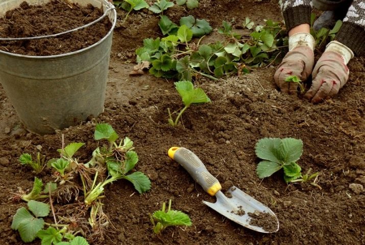 Что означает слово ремонтантная клубника. remontantnaya klubnika chto eto takoe i chem otlichaetsya ot obychnoj 23. Что означает слово ремонтантная клубника фото. Что означает слово ремонтантная клубника-remontantnaya klubnika chto eto takoe i chem otlichaetsya ot obychnoj 23. картинка Что означает слово ремонтантная клубника. картинка remontantnaya klubnika chto eto takoe i chem otlichaetsya ot obychnoj 23. Сегодня ремонтантная клубника пользуется популярностью среди огородников и опытных фермеров. Лучшие сорта этого растения позволяют значительно увеличить урожайность с одной грядки. Ремонтантность представляет собой способность растений цвести и плодоносить несколько раз за сезон.