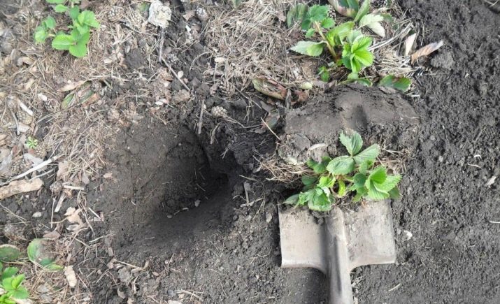 Что означает слово ремонтантная клубника. remontantnaya klubnika chto eto takoe i chem otlichaetsya ot obychnoj 27. Что означает слово ремонтантная клубника фото. Что означает слово ремонтантная клубника-remontantnaya klubnika chto eto takoe i chem otlichaetsya ot obychnoj 27. картинка Что означает слово ремонтантная клубника. картинка remontantnaya klubnika chto eto takoe i chem otlichaetsya ot obychnoj 27. Сегодня ремонтантная клубника пользуется популярностью среди огородников и опытных фермеров. Лучшие сорта этого растения позволяют значительно увеличить урожайность с одной грядки. Ремонтантность представляет собой способность растений цвести и плодоносить несколько раз за сезон.