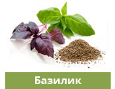 Базилик