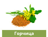Горчица