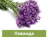 Лаванда