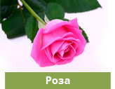 Роза