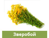 Зверобой